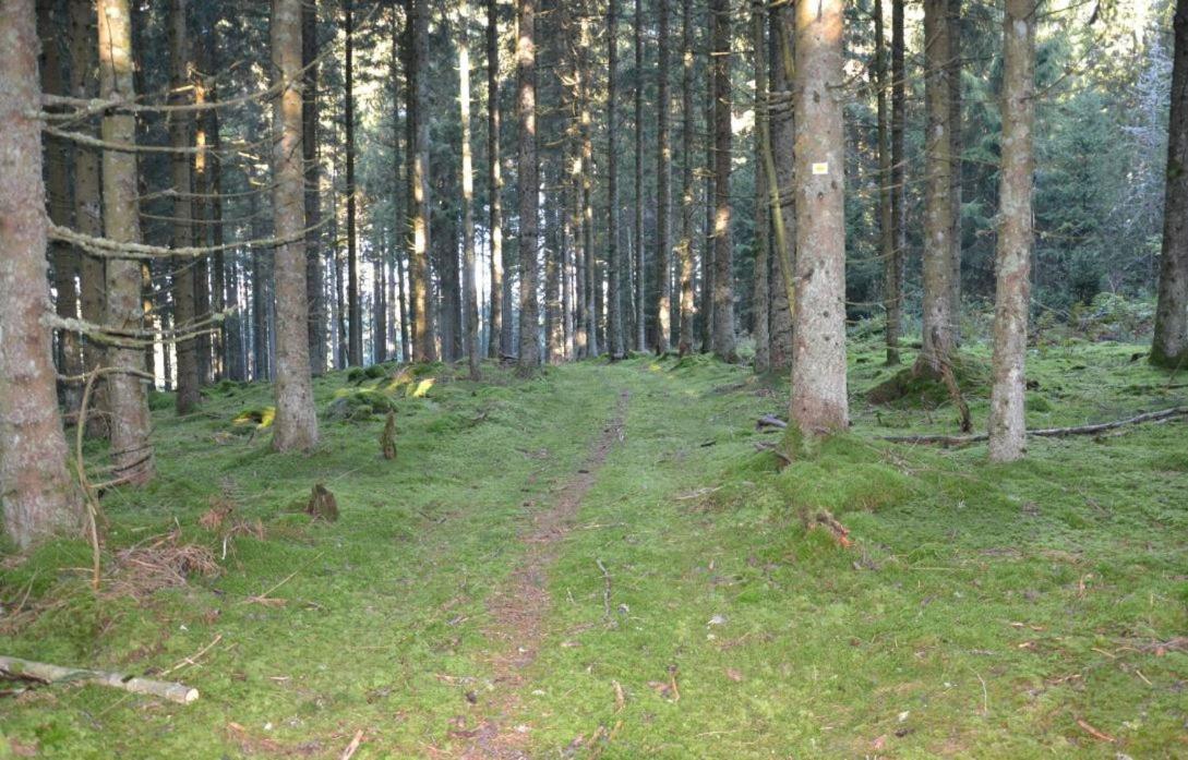 Living Timeless- Black Forest Style- Schoenwald Kültér fotó