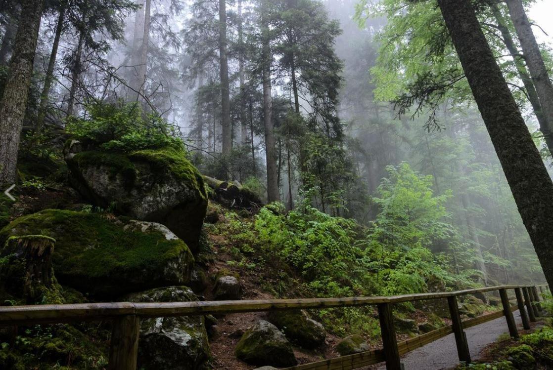Living Timeless- Black Forest Style- Schoenwald Kültér fotó